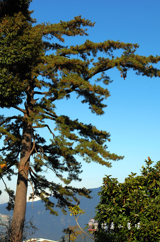 台中和平|秋游趣.福寿山农场