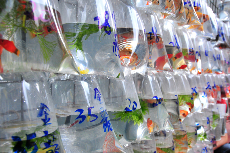 香港 金魚街 輕旅行