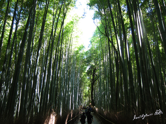 [方向感]2011京都快步流浪。夢寐以求的嵯峨野嵐山。小火車步行篇,京都旅行,嵯峨野,嵐山,小火車,車站-1