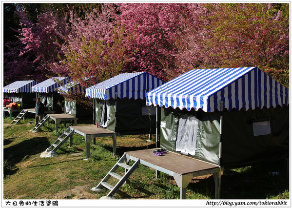 2013花記 武陵農場露營區 2013 02 18花況 驚 一起床就看到如此美景 輕旅行