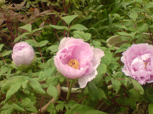 牡丹花季 Peony Festival 杉林溪森林生態渡假園區南投 輕旅行