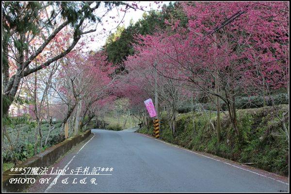 草坪頭玉山觀光茶園:草坪頭玉山觀光茶園