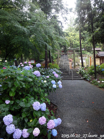 日本神話之旅 岡山縣 6月必賞紫陽花行程 吉備津彥神社 下篇 的繡球花庭院13 06 輕旅行