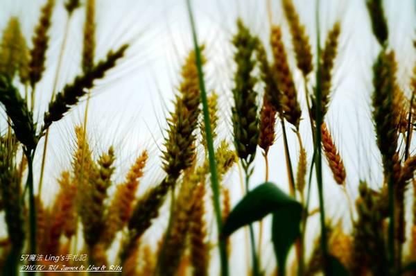 2014大雅小麥產業文化節：踩進麥的季節