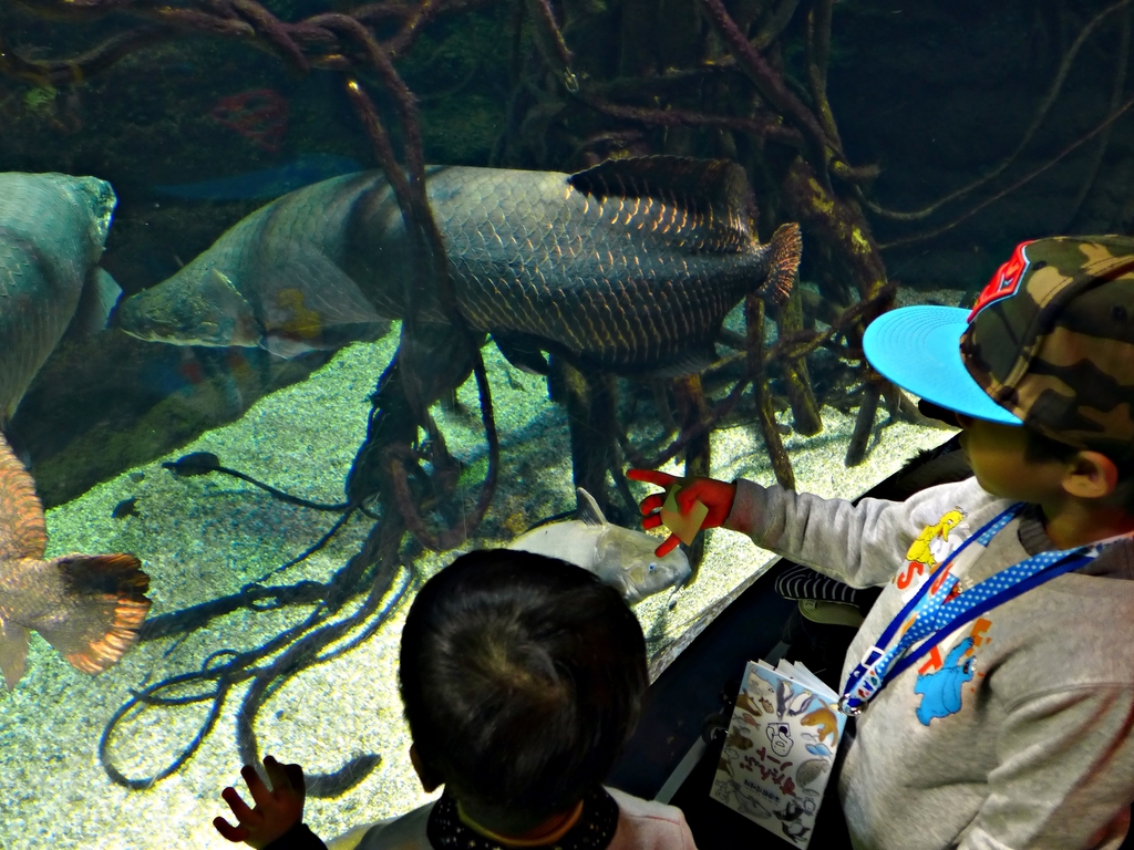 日本大阪 海遊館 世界上最大等級的水族館 很適合帶幼兒去唷 輕旅行