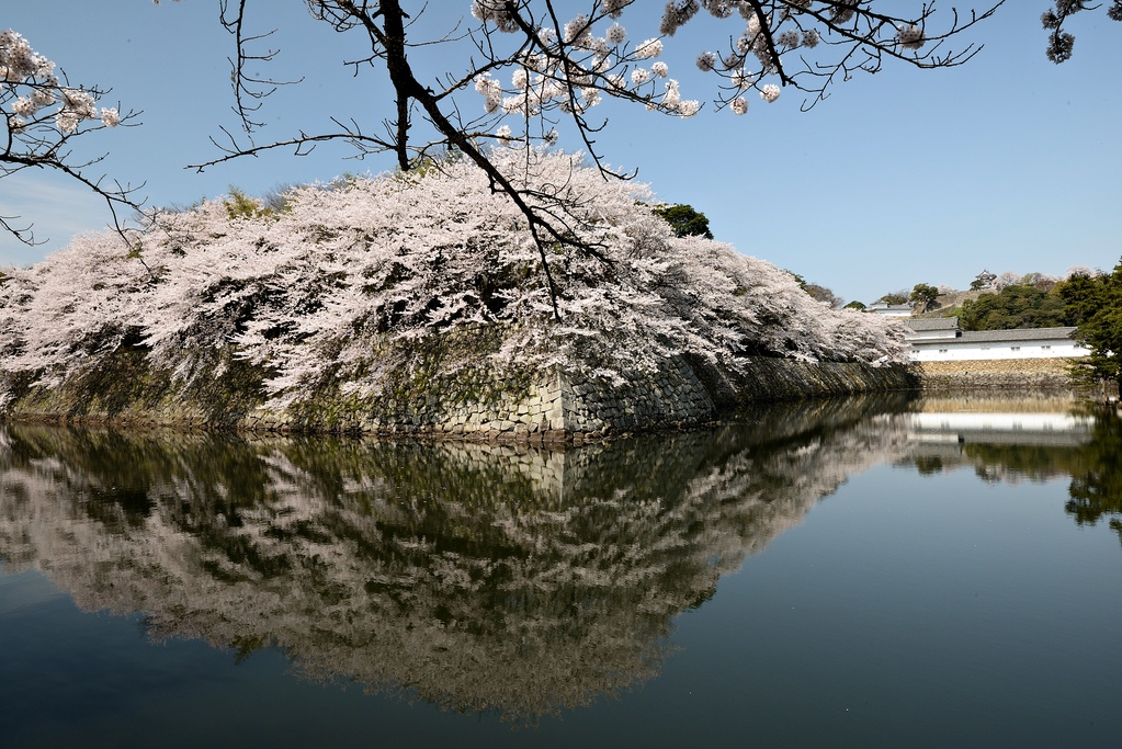2014 京都賞櫻d5 四大國寶城 彥根城 近江八幡 輕旅行