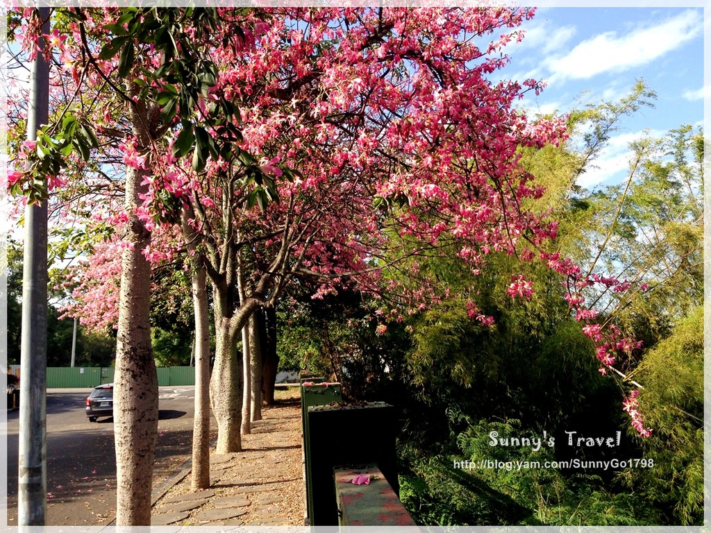 彰化芬園,寶藏寺,美人樹,就是愛荔枝園,步道