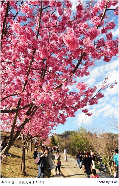 南投清境農場 在青青草原中戀上那一片粉紅櫻花海 輕旅行