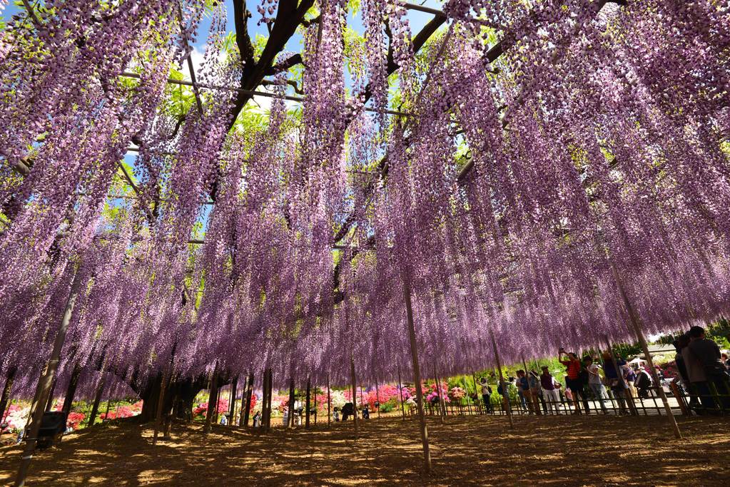 14 世界夢幻景點 日本足利紫藤公園 輕旅行