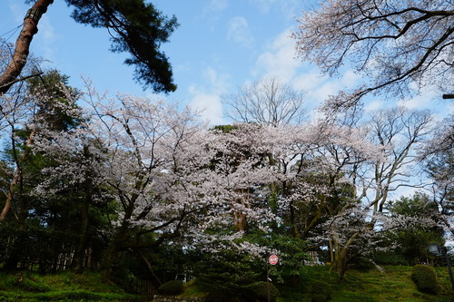 金澤 兼六園的櫻花與雪吊 輕旅行