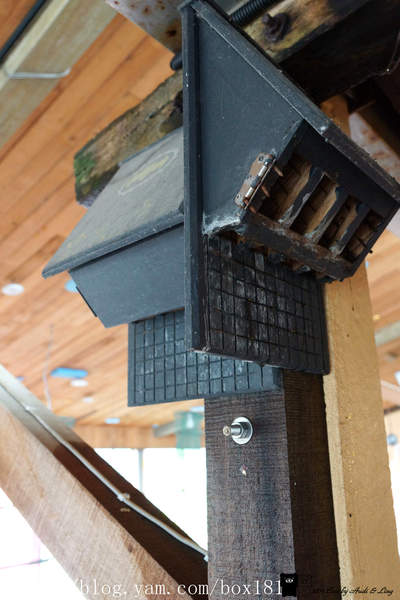 旅行情报  在好虾冏男社里也可以看到蝙蝠屋,由黄金蝙蝠生态馆提供