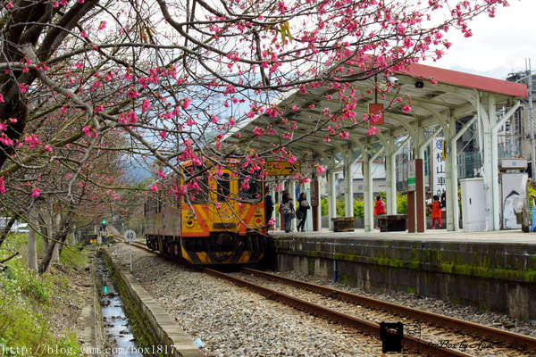 新竹 橫山 櫻花火車站 幸福列車 橫山火車站s彎道 輕旅行