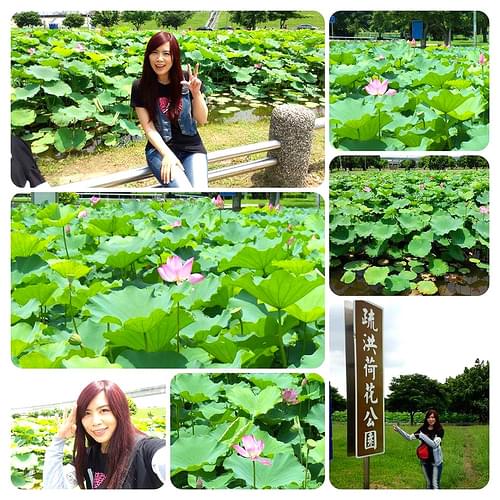 疏洪荷花公園：【新北市景點】二重疏洪荷花公園~荷花在綠葉之間綻放，輕輕地搖曳著迷人的身姿
