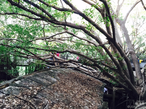 台南慢旅｜歲月將泥牆暈色，樹幹環抱，自然之氣在這永不減滅–安平樹屋–,台南,安平樹屋-1