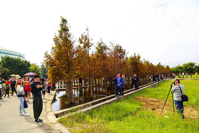 中科廣福水中棧道落羽松.碩大花海田.漫遊鄉間感受田園樂趣