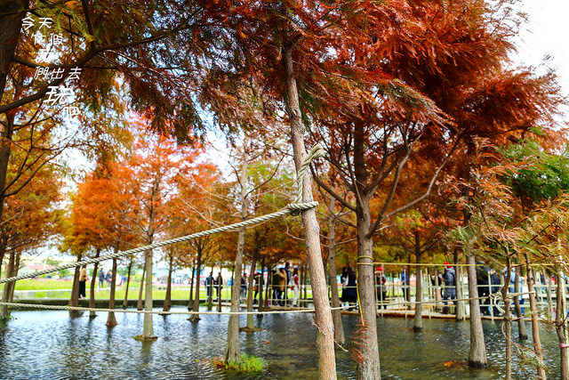 中科廣福水中棧道落羽松.碩大花海田.漫遊鄉間感受田園樂趣