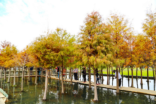 中科廣福水中棧道落羽松.碩大花海田.漫遊鄉間感受田園樂趣