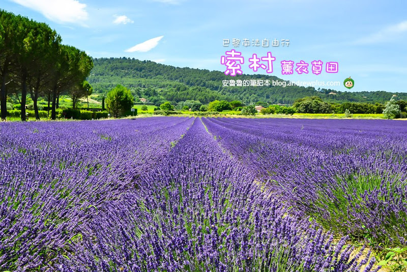 sault-lavender.jpg