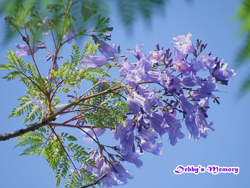349 就是愛花瘋 紫色的小鈴鐺藍花楹與綠繡眼 輕旅行